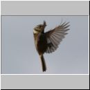 Parus Cristatus - Haubenmeise 14b.jpg